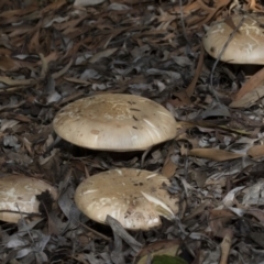 zz agaric (stem; gills white/cream) at Acton, ACT - 5 Apr 2018 by AlisonMilton