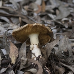 zz agaric (stem; gills white/cream) at Acton, ACT - 5 Apr 2018