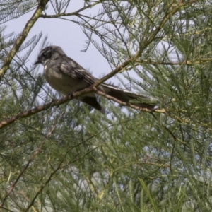 Rhipidura albiscapa at Acton, ACT - 5 Apr 2018 03:27 PM