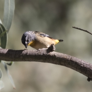 Pardalotus punctatus at Acton, ACT - 5 Apr 2018