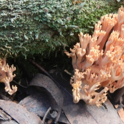 Ramaria sp. (genus) (A Coral fungus) at Tallaganda State Forest - 10 May 2015 by AlisonMilton