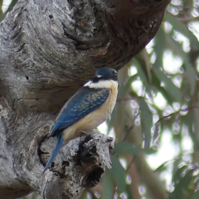 Todiramphus sanctus (Sacred Kingfisher) at Majura, ACT - 1 Apr 2018 by WalterEgo