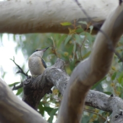 Todiramphus sanctus at Majura, ACT - 1 Apr 2018