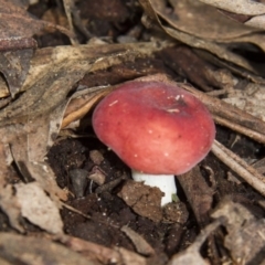 Russula sp. (genus) (Russula) at Farringdon, NSW - 10 May 2015 by AlisonMilton