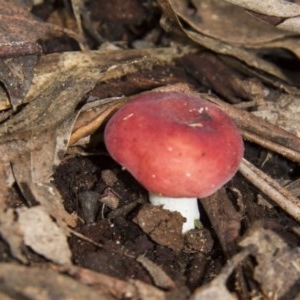 Russula sp. (genus) at Farringdon, NSW - 10 May 2015 02:41 PM