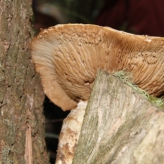 zz agaric (stem; gills not white/cream) at Farringdon, NSW - 10 May 2015 by Alison Milton