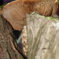 zz agaric (stem; gills not white/cream) at Farringdon, NSW - 10 May 2015 01:28 PM