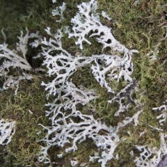 Hypogymnia sp. (A lichen) at Farringdon, NSW - 10 May 2015 by AlisonMilton