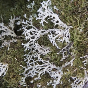 Hypogymnia sp. at Farringdon, NSW - 10 May 2015