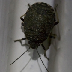 Platycoris rotundatus (A shield bug) at Ainslie, ACT - 6 Apr 2018 by jb2602