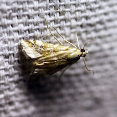 Hellula hydralis (Cabbage Centre Moth) at O'Connor, ACT - 8 Feb 2018 by ibaird