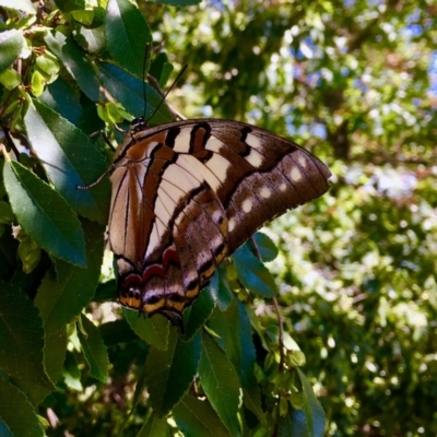 Charaxes sempronius (Tailed Emperor) at Forde, ACT - 4 Apr 2018 by Boots