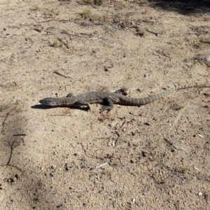 Varanus rosenbergi at Mount Clear, ACT - suppressed