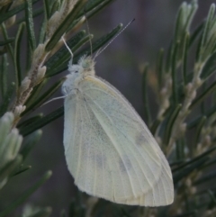 Pieris rapae (Cabbage White) at Tennent, ACT - 8 Mar 2018 by MichaelBedingfield