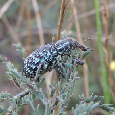 Chrysolopus spectabilis (Botany Bay Weevil) at Tennent, ACT - 8 Mar 2018 by MichaelBedingfield