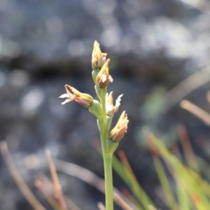 Corunastylis sp. at Jagungal Wilderness, NSW - suppressed