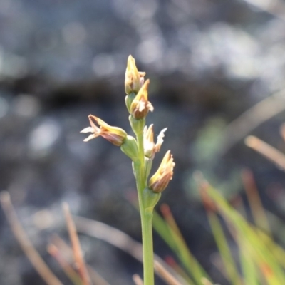 Corunastylis sp. (A Midge Orchid) at Jagungal Wilderness, NSW - 12 Mar 2018 by PeterR