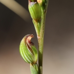 Speculantha rubescens (Blushing Tiny Greenhood) at ANBG South Annex - 2 Apr 2018 by PeterR