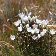 Gentianella muelleriana (Mueller's Snow-gentian) at Jagungal Wilderness, NSW - 12 Mar 2018 by PeterR