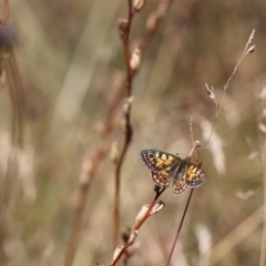 Oreixenica latialis at Jagungal Wilderness, NSW - 11 Mar 2018