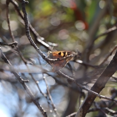 Heteronympha penelope (Shouldered Brown) at Jagungal Wilderness, NSW - 11 Mar 2018 by PeterR