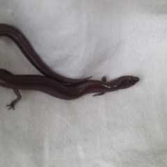 Hemiergis talbingoensis (Eastern Three-toed Earless Skink) at Yarralumla, ACT - 25 Mar 2018 by PeterR