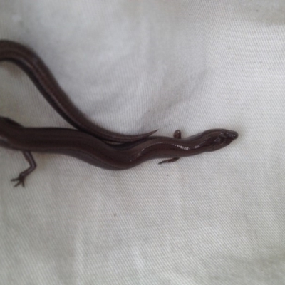 Hemiergis talbingoensis (Three-toed Skink) at Stirling Park - 24 Mar 2018 by PeterR