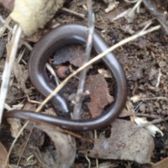 Hemiergis talbingoensis at Yarralumla, ACT - 25 Mar 2018 09:44 AM