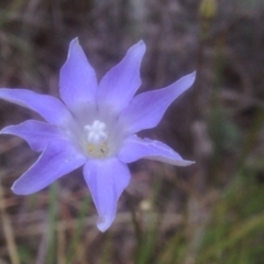 Wahlenbergia sp. (Bluebell) at Canberra Central, ACT - 10 Nov 2017 by PeterR