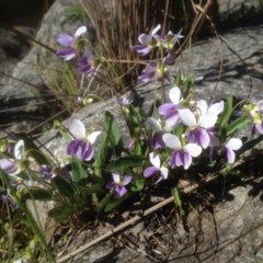 Viola betonicifolia (Mountain Violet) at Cotter River, ACT - 15 Oct 2017 by PeterR