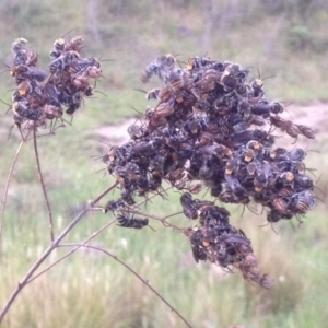 Lipotriches sp. (genus) at Kambah, ACT - 19 Dec 2017