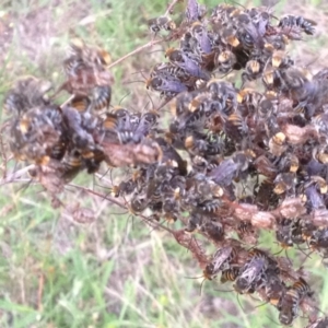 Lipotriches sp. (genus) at Kambah, ACT - 19 Dec 2017