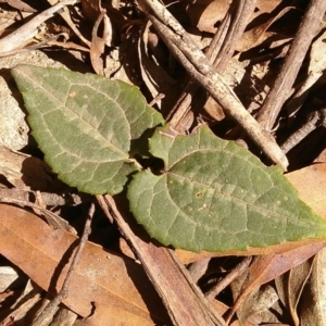 Clematis aristata at Forbes Creek, NSW - 6 Apr 2018 12:02 PM