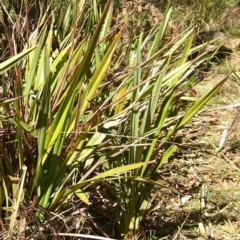 Dianella tasmanica (Tasman Flax Lily) at Forbes Creek, NSW - 6 Apr 2018 by MaartjeSevenster