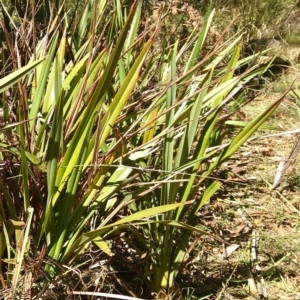 Dianella tasmanica at Forbes Creek, NSW - 6 Apr 2018