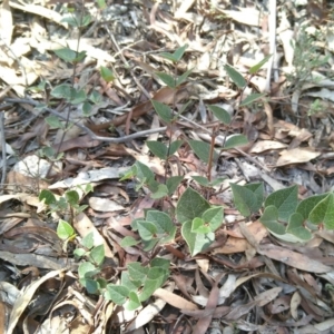 Platylobium montanum subsp. montanum at Forbes Creek, NSW - 6 Apr 2018 11:56 AM