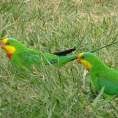 Polytelis swainsonii (Superb Parrot) at Watson, ACT - 6 Apr 2018 by roymcd