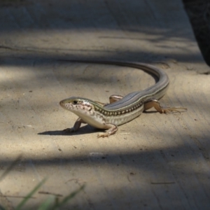 Ctenotus robustus at Stromlo, ACT - 7 Apr 2018