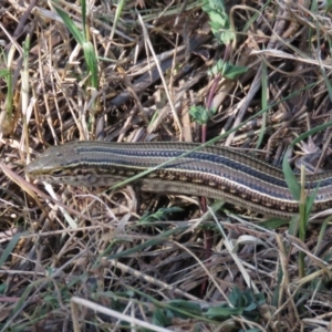 Ctenotus robustus at Stromlo, ACT - 7 Apr 2018