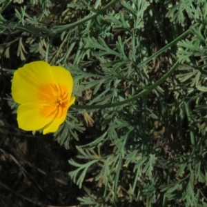 Eschscholzia californica at Stromlo, ACT - 7 Apr 2018 11:36 AM