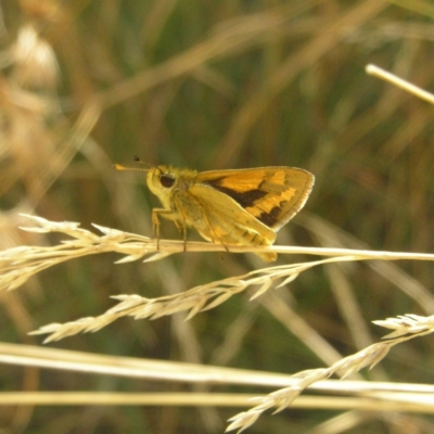 Ocybadistes walkeri (Green Grass-dart) at Kambah, ACT - 7 Apr 2018 by MatthewFrawley