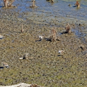 Charadrius melanops at Fyshwick, ACT - 7 Apr 2018