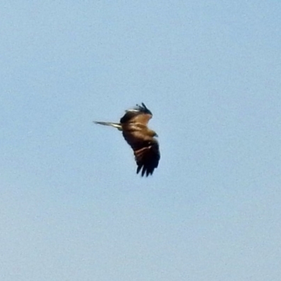 Haliastur sphenurus (Whistling Kite) at Fyshwick, ACT - 7 Apr 2018 by RodDeb