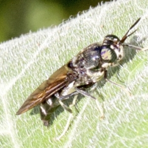 Hermetia illucens at Ainslie, ACT - 3 Apr 2018