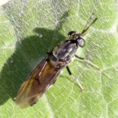 Hermetia illucens at Ainslie, ACT - 3 Apr 2018 05:07 PM