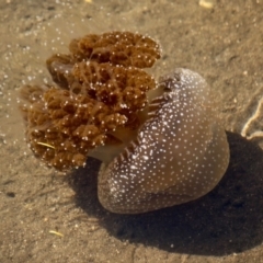 Phyllorhiza punctata (Australian Spotted Jellyfish) at Eden, NSW - 2 Apr 2018 by RossMannell