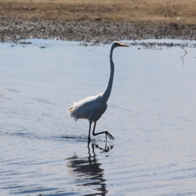 Ardea alba (Great Egret) at Eden, NSW - 2 Apr 2018 by RossMannell