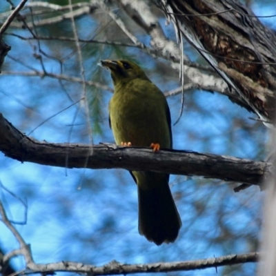 Manorina melanophrys (Bell Miner) at Eden, NSW - 2 Apr 2018 by RossMannell