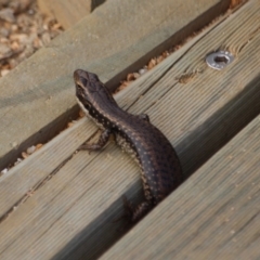 Eulamprus heatwolei at Eden, NSW - 2 Apr 2018 09:58 AM