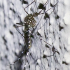 Aedes (Rampamyia) notoscriptus (Striped Mosquito) at Ainslie, ACT - 6 Apr 2018 by jbromilow50